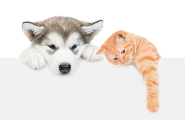 Alaskan malamute puppy and tabby cat over empty white banner. isolated on white background