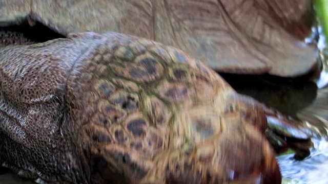 Close-up view of turtle feeding leaves in water.