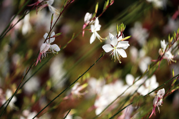 English Garden Flower