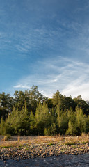Obraz premium landscape with trees and blue sky