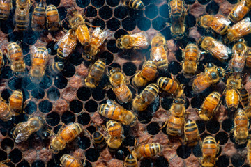 Honey Bees in a busy hive