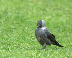 Jackdaw (Corvus monedula) looking for food on the green grass