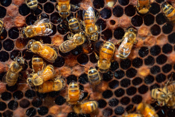 Honey Bees in a busy hive