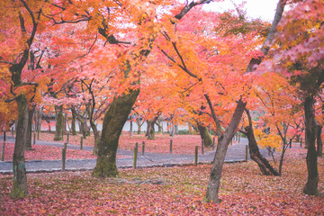 Autumn Red Leaf Scenery of Kyoto Temple, Japan
