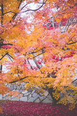 Autumn Red Leaf Scenery of Kyoto Temple, Japan