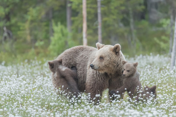 Obraz na płótnie Canvas Mother bear and her three cubs in the middle of the cotton grass in a Finnish bog