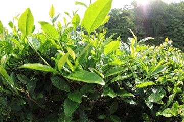 Green tea trees in spring mountains