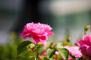 English Garden Flower