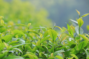 Green tea trees in spring mountains