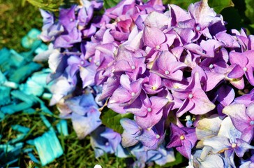 lilac purple hydrangea flowers, purple.