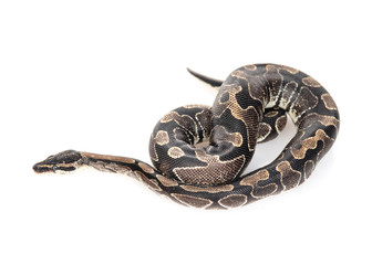 Royal Python, or Ball Python (Python regius). Top down view. Isolated on white background