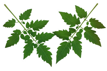 isolated​ tomato  leaf​ on​ white​ background.​ green​ leaves​ on​ white​ background.