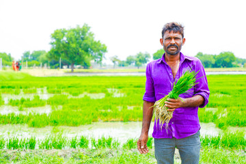 Fototapeta premium Indian labor holding rice field in farm