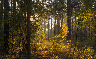 Forest. Sunny morning. Nice autumn weather. Beautiful autumn colors.