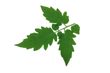 isolated​ tomato  leaf​ on​ white​ background.​ green​ leaves​ on​ white​ background.