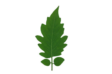 isolated​ tomato  leaf​ on​ white​ background.​ green​ leaves​ on​ white​ background.