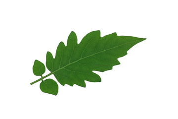 isolated​ tomato  leaf​ on​ white​ background.​ green​ leaves​ on​ white​ background.