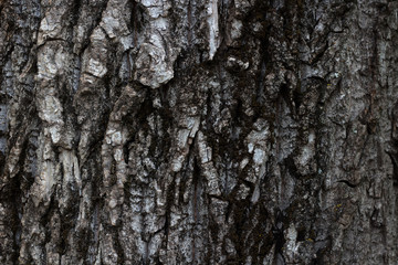 bark texture