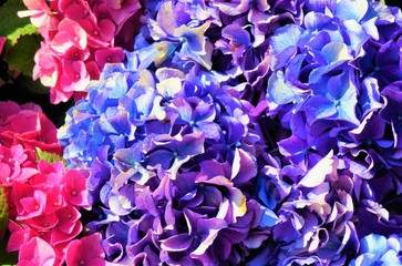 blue hydrangea flowers, purple. 