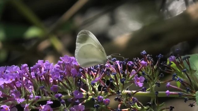 pieris, farfalla