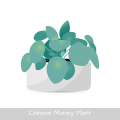 Chinese money plant isolated. Vector Illustration