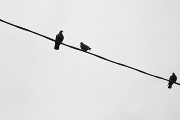 three doves minimalism black and white photography