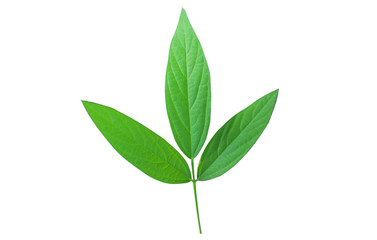 green​ leaves ​isolated  with​ white​ background.​ 