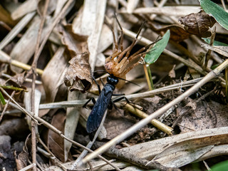 scolia oculata black wasp dragging a spider