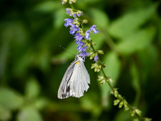 Garden white butterfly on small flowers in a Japanese forest 3