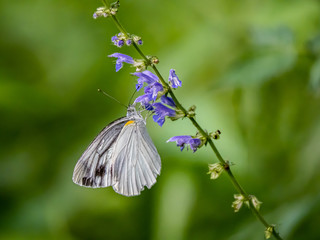 Garden white butterfly on small flowers in a Japanese forest 4