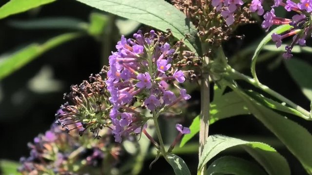 pieris napi