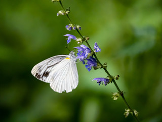 Garden white butterfly on small flowers in a Japanese forest 10