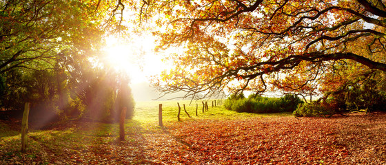 Fototapeta na wymiar Herbstliche Landschaft mit Bäumen, Wald und Wiesen im strahlenden Sonnenschein