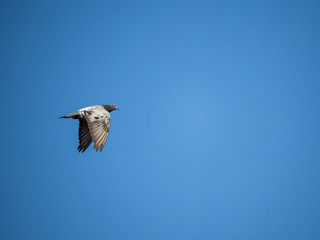 Japanese pigeon in blue sky