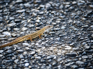 Japanese grass lizard on a walking path 6