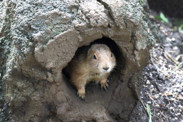 プレーリードック