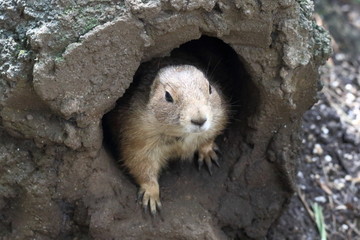 プレーリードッグ