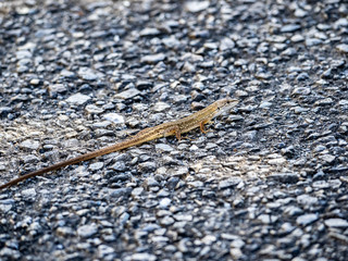 Japanese grass lizard on a walking path 7