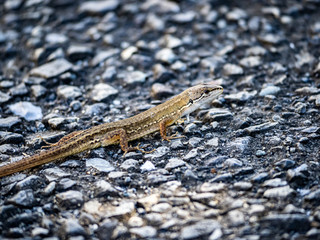Japanese grass lizard on a walking path 8
