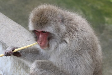サルの歯磨き