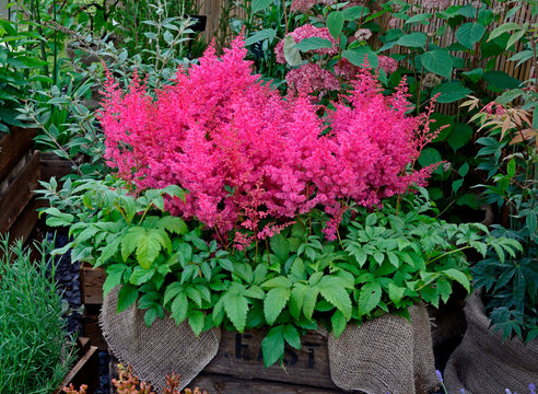 Close up of the Astilbe 'Jump and Jive' in a wooden container