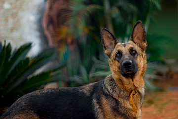 german shepherd dog