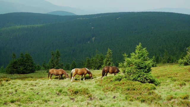 horses graze in a pasture in the mountains, Jeseniky Mountains Praděd