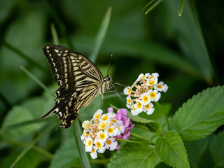 xuthus swallowtail butterfly on lantana flowers 8