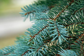Naklejka na ściany i meble Branches of blue spruce closeup as a background for New Year's greetings