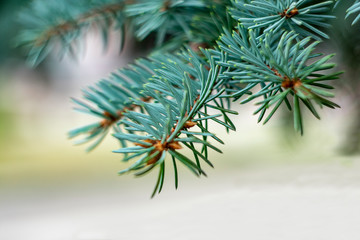 Branches of blue spruce closeup as a background for New Year's greetings
