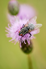 Macro fly on blossom of a purple knapweed wildflower