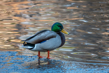 Male Mallard duck on ice