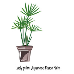Bamboo Palm(Rhapis excelsa),Lady palm, Japanese Peace Palm are by far one of the easier plants to care and in House Plants,Plants for Home Decoration.vector illustration Indoor or office garden