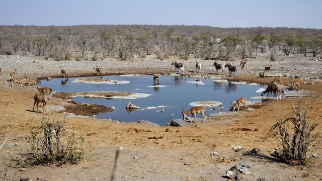 Halali Waterhole at Etosha National Park, Namibia with Zebra, Kudu and Impala